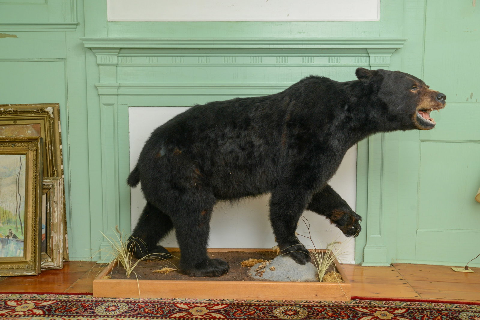 Black Bear Taxidermy Mount (1 of 3)