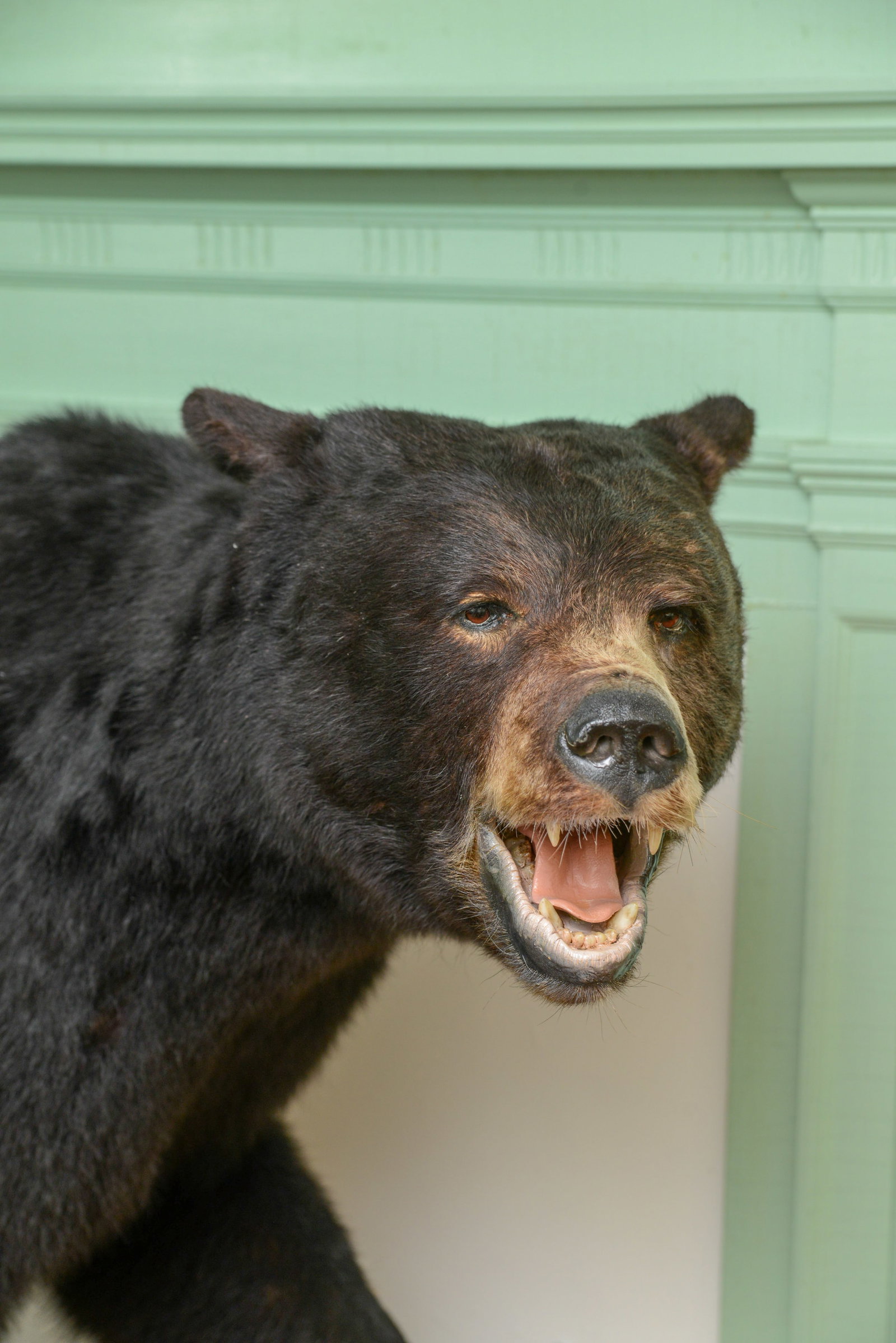 Black Bear Taxidermy Mount - 2