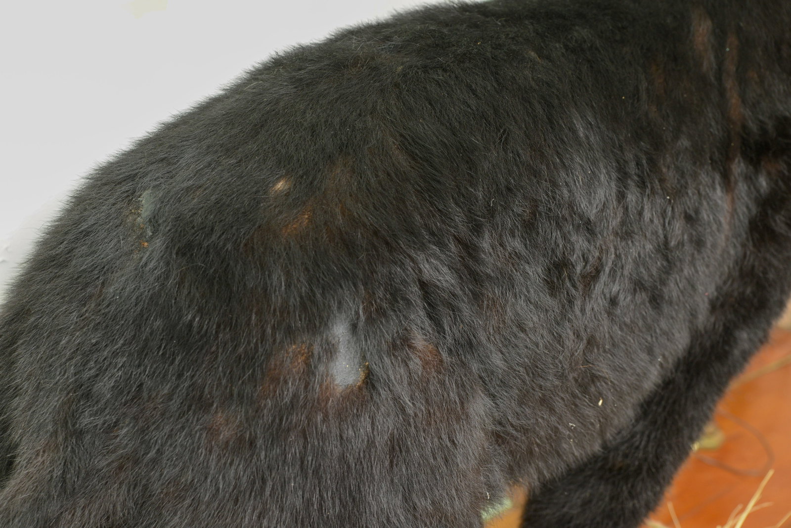Black Bear Taxidermy Mount - 3