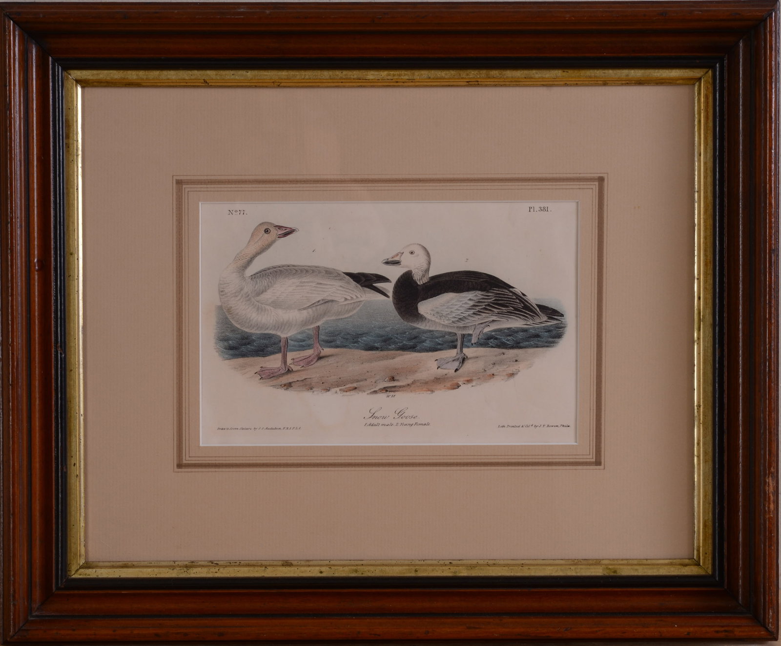 Audubon Engraving of Snow Goose. (1 of 2)