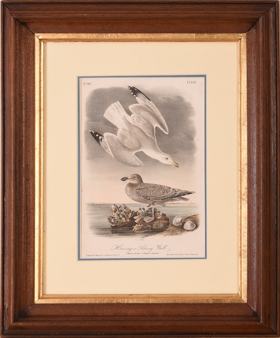Audubon Engraving: Herring or Silvery Gull. (1 of 2)
