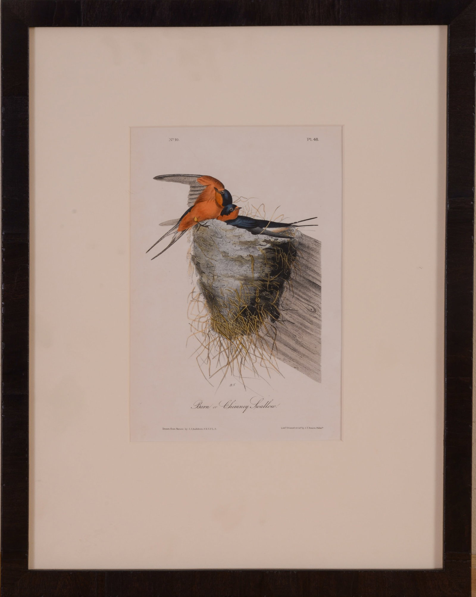 BARN OR CHIMNEY SWALLOW, AFTER JOHN JAMES AUDUBON.: Framed hand-colored lithograph, printed by JT Bowen. Image 8.75 x 6 inches. Frame 17 x 13.25 inches.