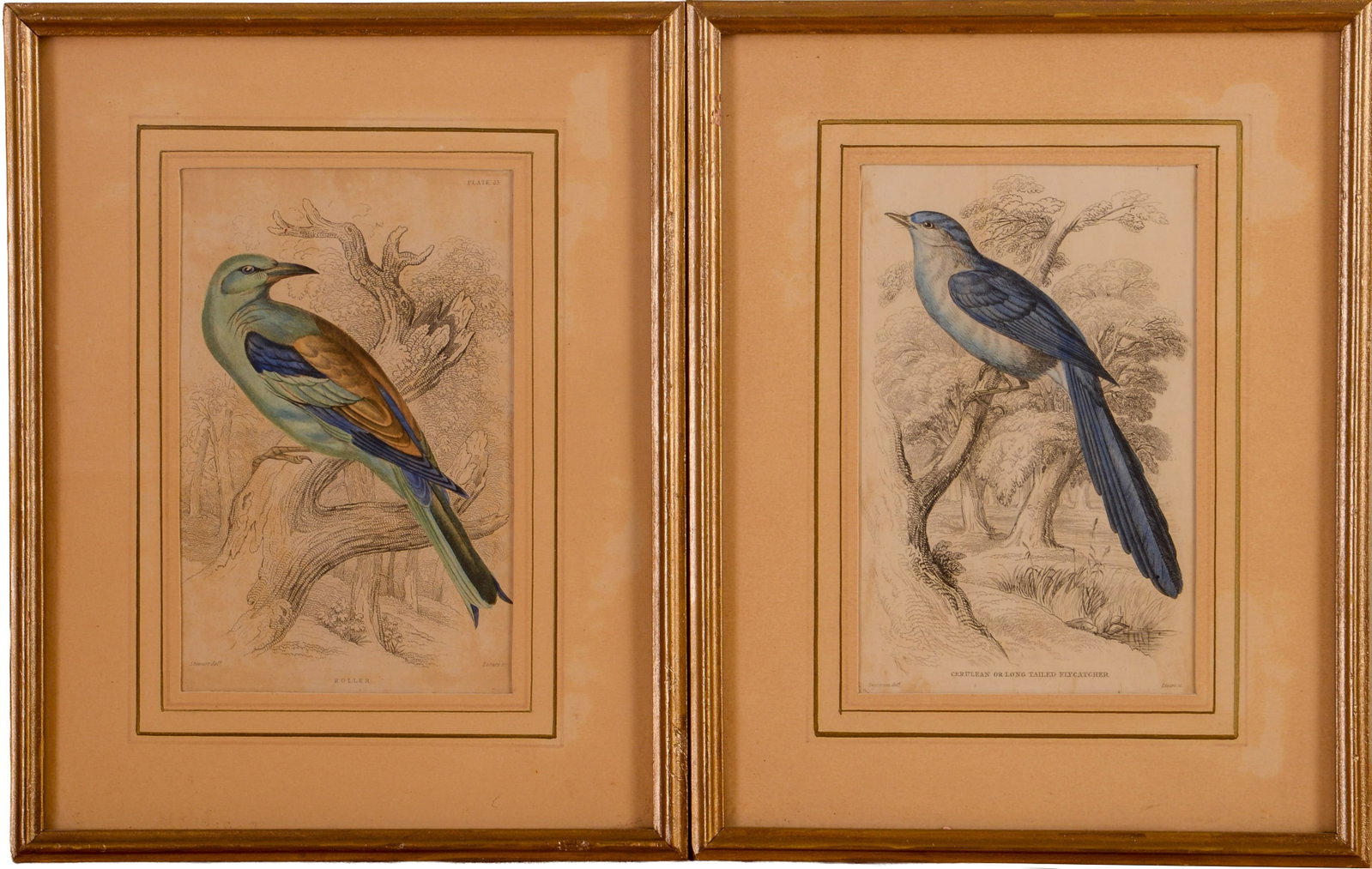 Two Handcolored Engravings of Birds.: From the Naturalists Library, published by William Horne Lizars, Edinburgh, 1830-1840. Framed, 9.5 x 7.5 inches.