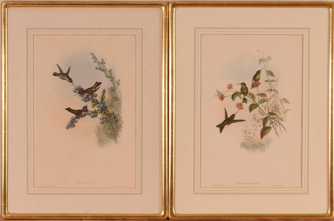 Pair of Hummingbird lithos by J. Gould & H.C Richter (1 of 4)