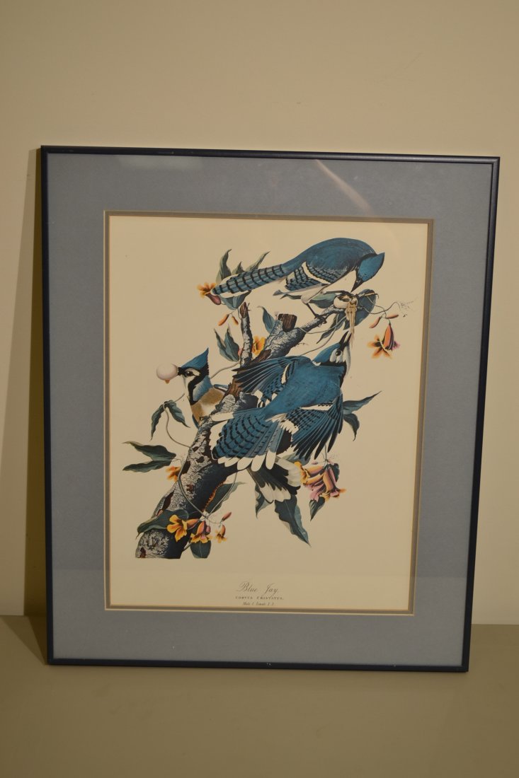 AFTER JOHN JAMES AUDUBON BY ROBERT HAVELL BLUE JAY: AFTER JOHN JAMES AUDUBON BY ROBERT HAVELL BLUE JAY . FRAMED . 21" X 17.5"