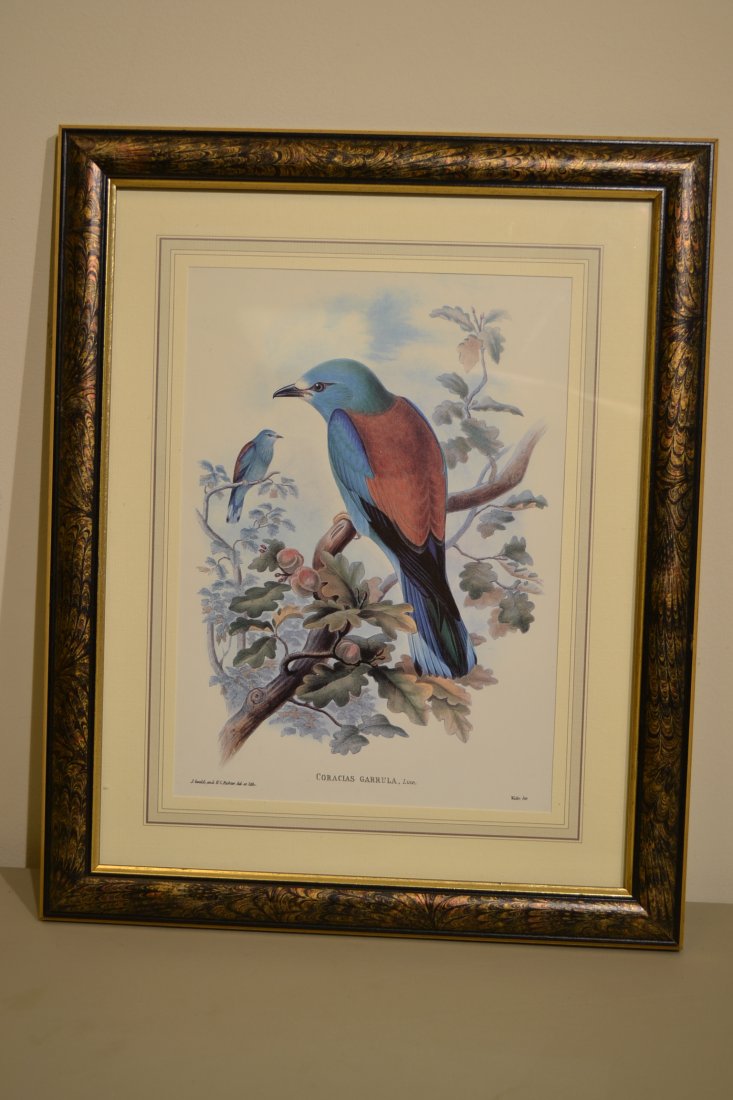 GOULD , JOHN CORACIAS GARRULA , LINN. ROLLER FRAMED: GOULD , JOHN CORACIAS GARRULA , LINN. ROLLER FRAMED . COLORED LITHOGRAPH. 16 X 13