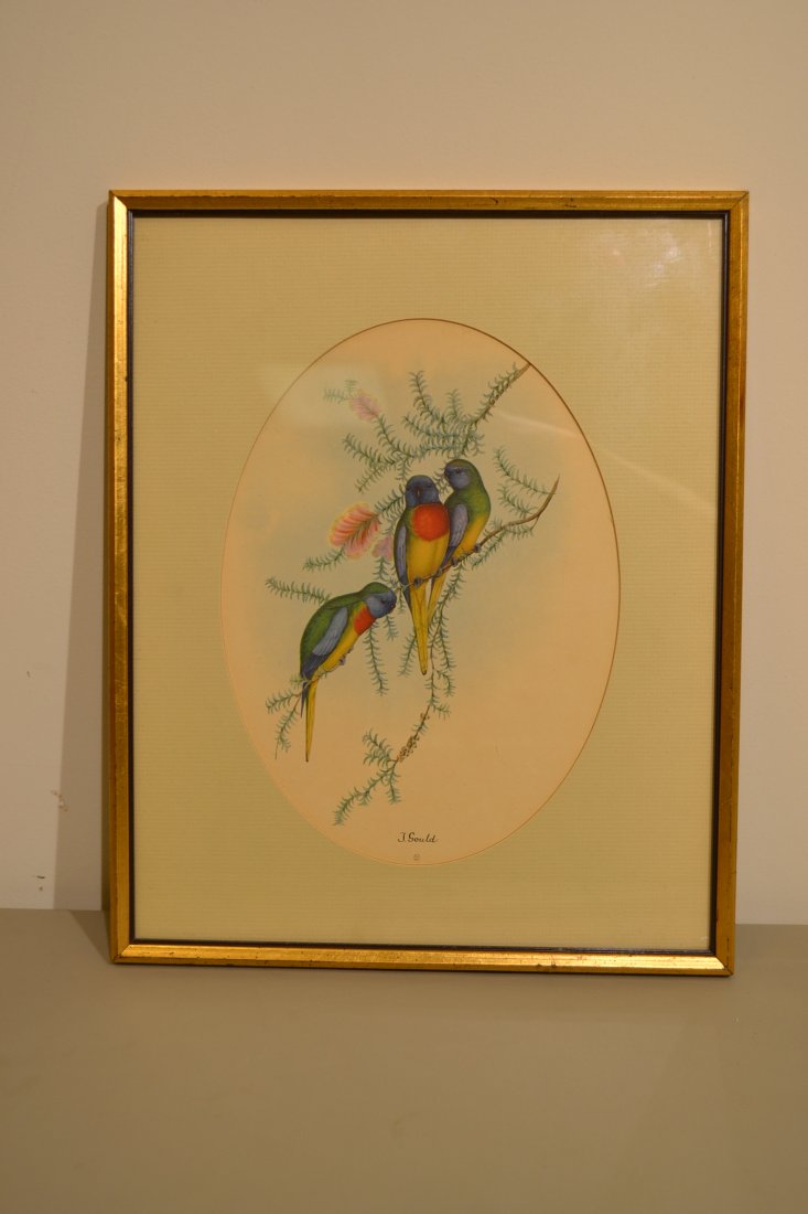 GOULD , JOHN - BIRDS VINTAGE PRINT COLORED AND FRAMED: GOULD , JOHN - BIRDS VINTAGE PRINT COLORED AND FRAMED . 15.5 X 13