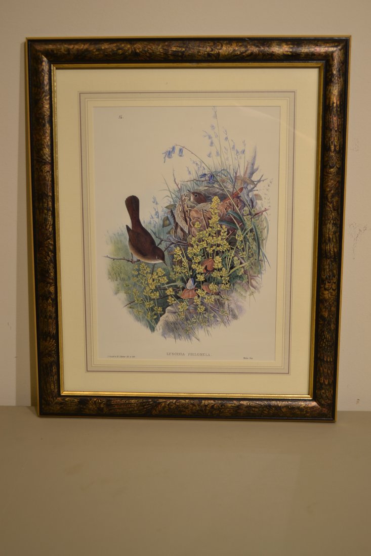GOULD , JOHN LUSCINIA PHILOMELA PRINT FRAMED: GOULD , JOHN LUSCINIA PHILOMELA PRINT FRAMED . COLORED LITHOGRAPH. 16 X 13