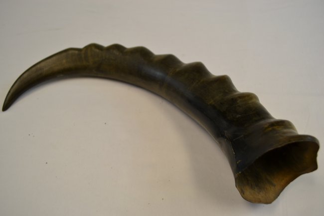 ANTIQUE GEORGIAN CAUCASIAN DRINKING HORN VIKING STYLE .: ANTIQUE GEORGIAN CAUCASIAN DRINKING HORN VIKING STYLE . 16" LONG