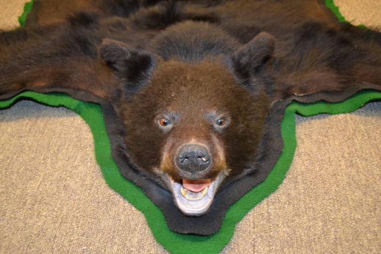 NORTH AMERICAN BLACK BEAR SKIN TAXIDERMY RUG FULL SIZE Jun 26, 2021