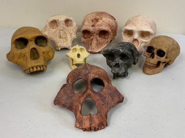ANTHROPOLOGIE FOSSIL HOMINID SCULLS CAST MODELS COLLECTION.