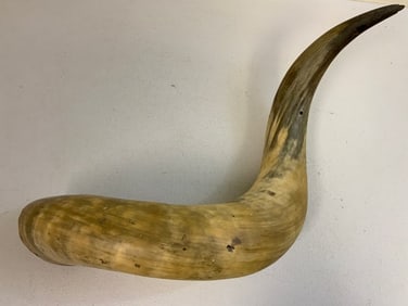 ANTIQUE 19th CENTURY VERY LARGE WATER BUFFALO DECORATIVE HORN