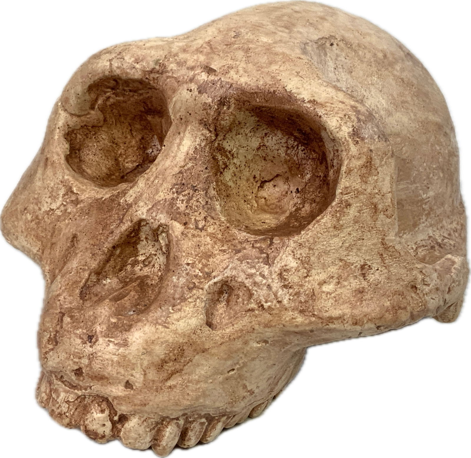 ANTHROPOLOGIE FOSSIL HOMINID SCULLS CAST MODEL: ANTHROPOLOGIE FOSSIL HOMINID SCULL CAST MODEL. SCULLS OF AUSTRALOPITHECUS AFARENSIS.USED BY DR.PAUL LYNN TO TECH AT LINCOLN MEMORIAL UNIVERSITY BACK IN THE 1980'S. UNIQUE ITEM.FROM DR. PAUL LYNN COLLE