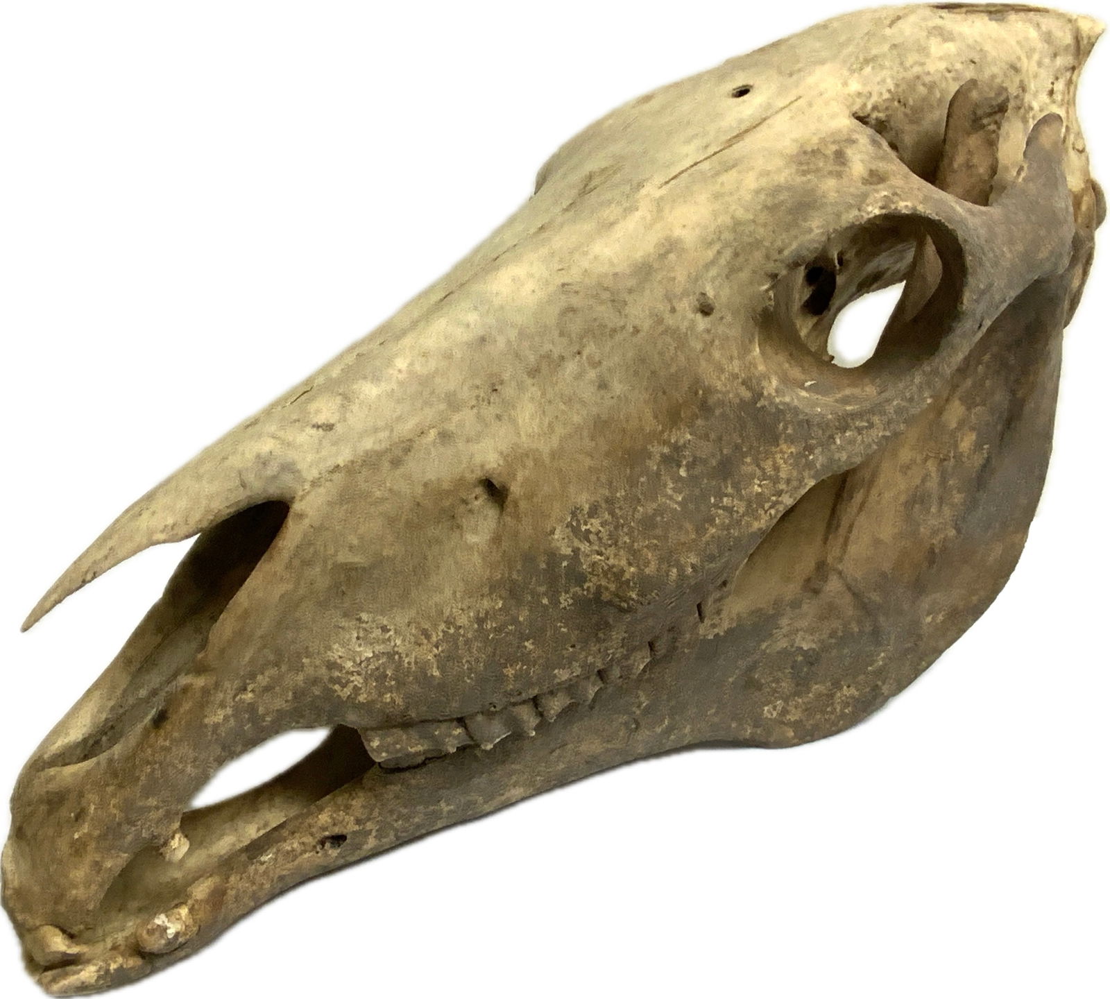 ANTIQUE LARGE WILD HORSE SCULL WITH BOTTOM JAW: ANTIQUE LARGE WILD HORSE SCULL WITH BOTTOM JAW.AGE DARKENING. MOSTRLY INTACT.19" LONG.FROM DR. PAUL LYNN COLLECTION.