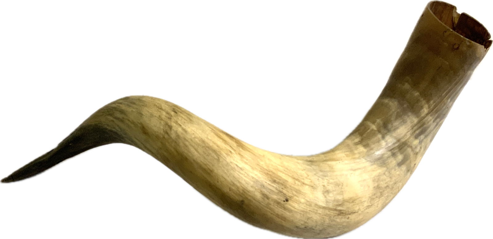 ANTIQUE 19th CENTURY VERY LARGE WATER BUFFALO DECORATIVE HORN: ANTIQUE 19th CENTURY VERY LARGE WATER BUFFALO DECORATIVE HORN . 26 " OVERALL LENGTH . 1860 HERRING FARM DATE INSIDE. GREAT DISPLAY PIECE !