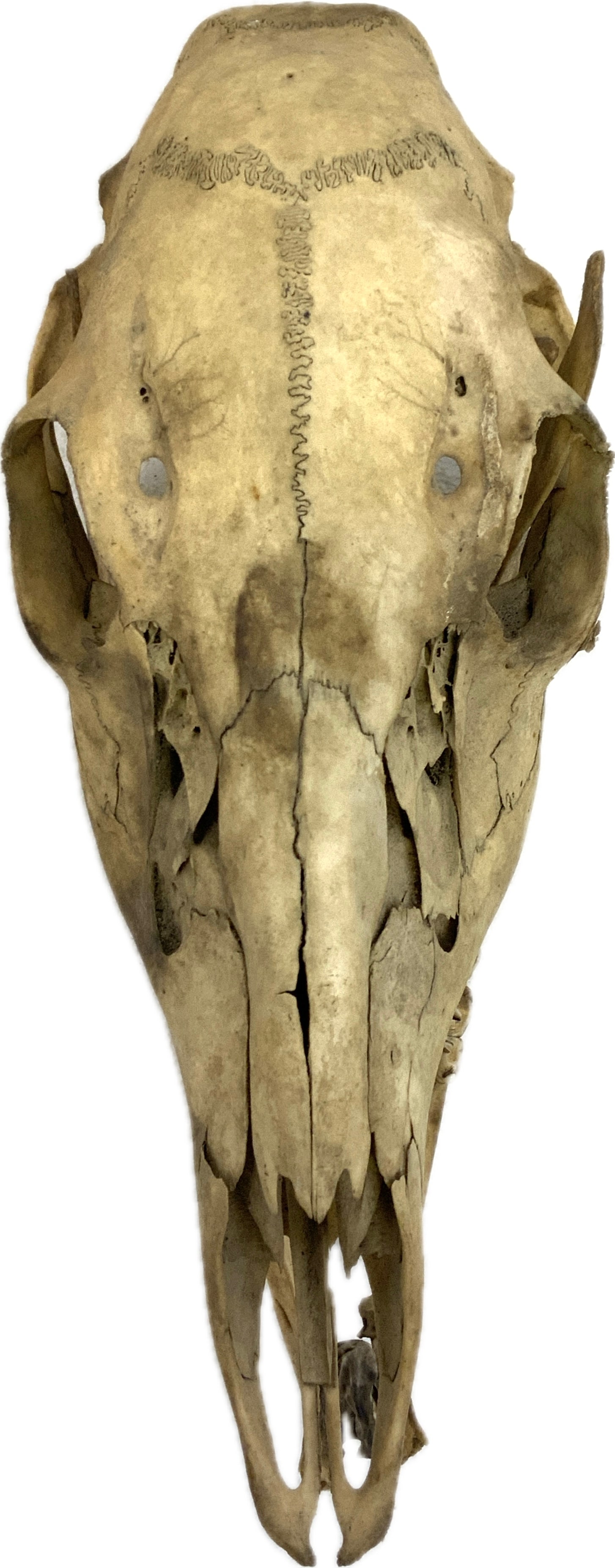 VINTAGE DEER SCULL (1 of 5)