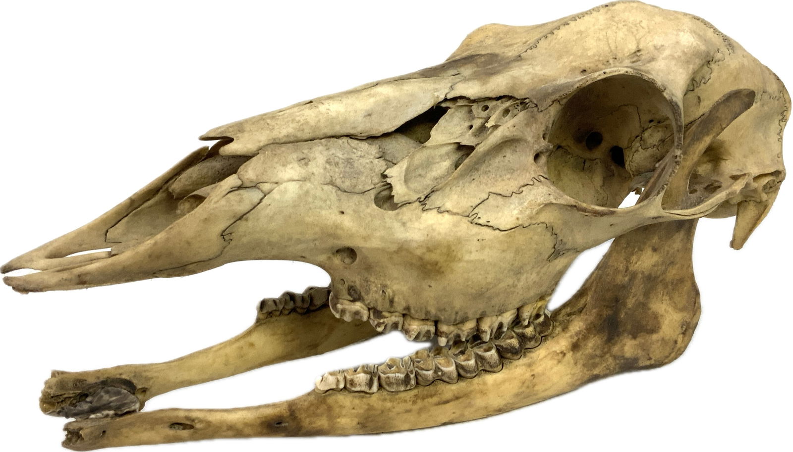 VINTAGE DEER SCULL - 2