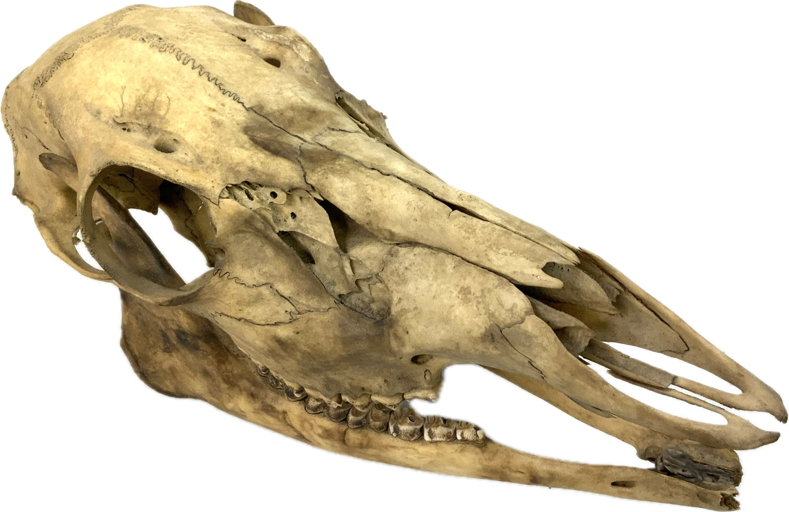 VINTAGE DEER SCULL - 3