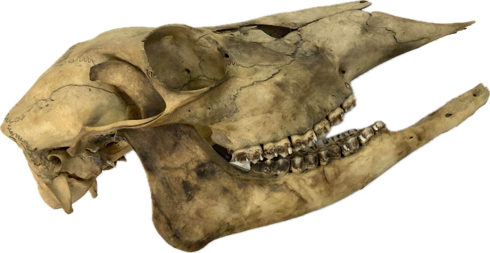 VINTAGE DEER SCULL - 4