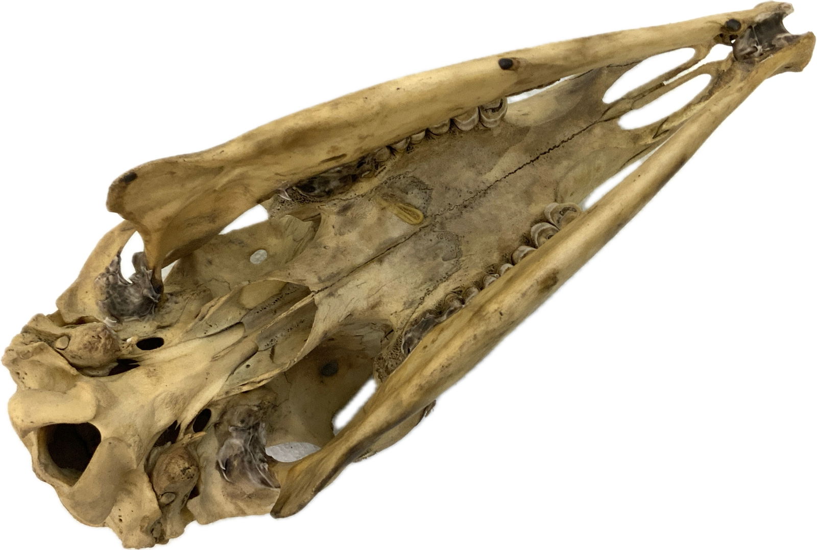 VINTAGE DEER SCULL - 5