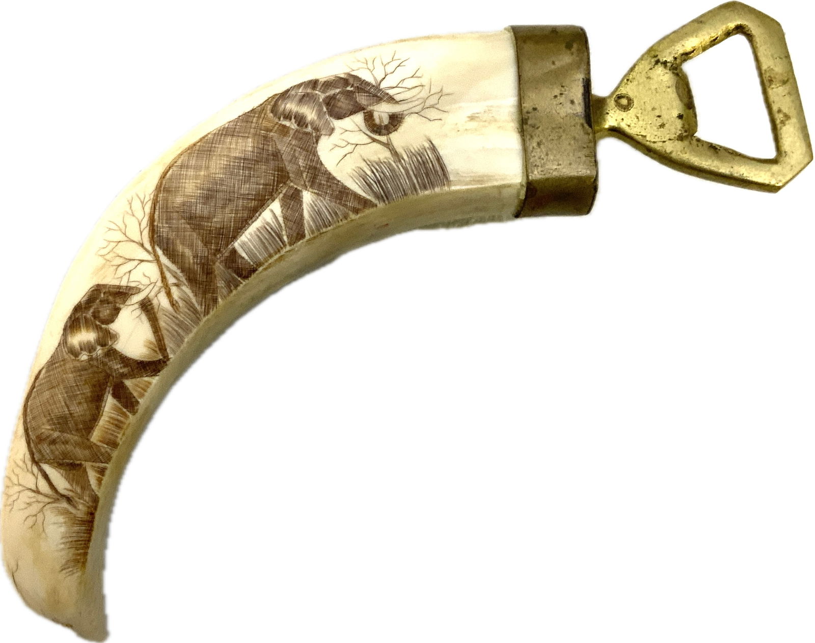 AFRICAN SCRIMSHAW WARTHOG TUSK BOTTLE OPENER: AFRICAN SCRIMSHAW WARTHOG TUSK BOTTLE OPENER. 7" LONG.