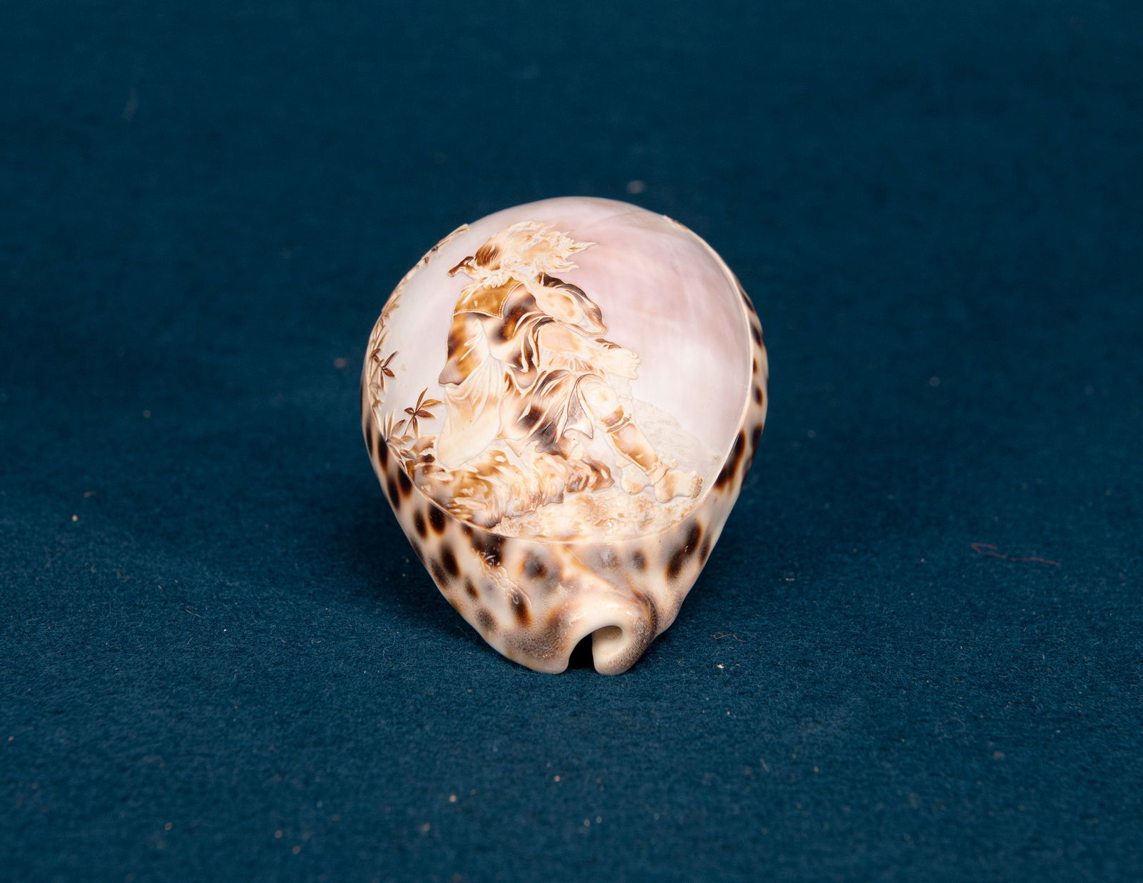 A Japanese Conch Shell: W:10.7cm