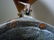 19c ISLAMIC ARABIC ANTIQUE COPPER DALLAH COFFEE POT - 14