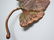 CLAUDE LALANNE GALVANISED COPPER GINKGO LEAF BROOCH PIN - 3