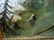 TONI ARON ICE SKATING WINTER FIGURES DOG OIL PAINTING - 9