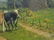 WILLIAM HENRY SNYDER COWS IN PASTURE OIL PAINTING C1880 - 8