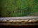OLIVE PARKER BLACK A SUMMER DAY OIL PAINTING BARBIZON - 4