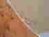 item-128644742=2