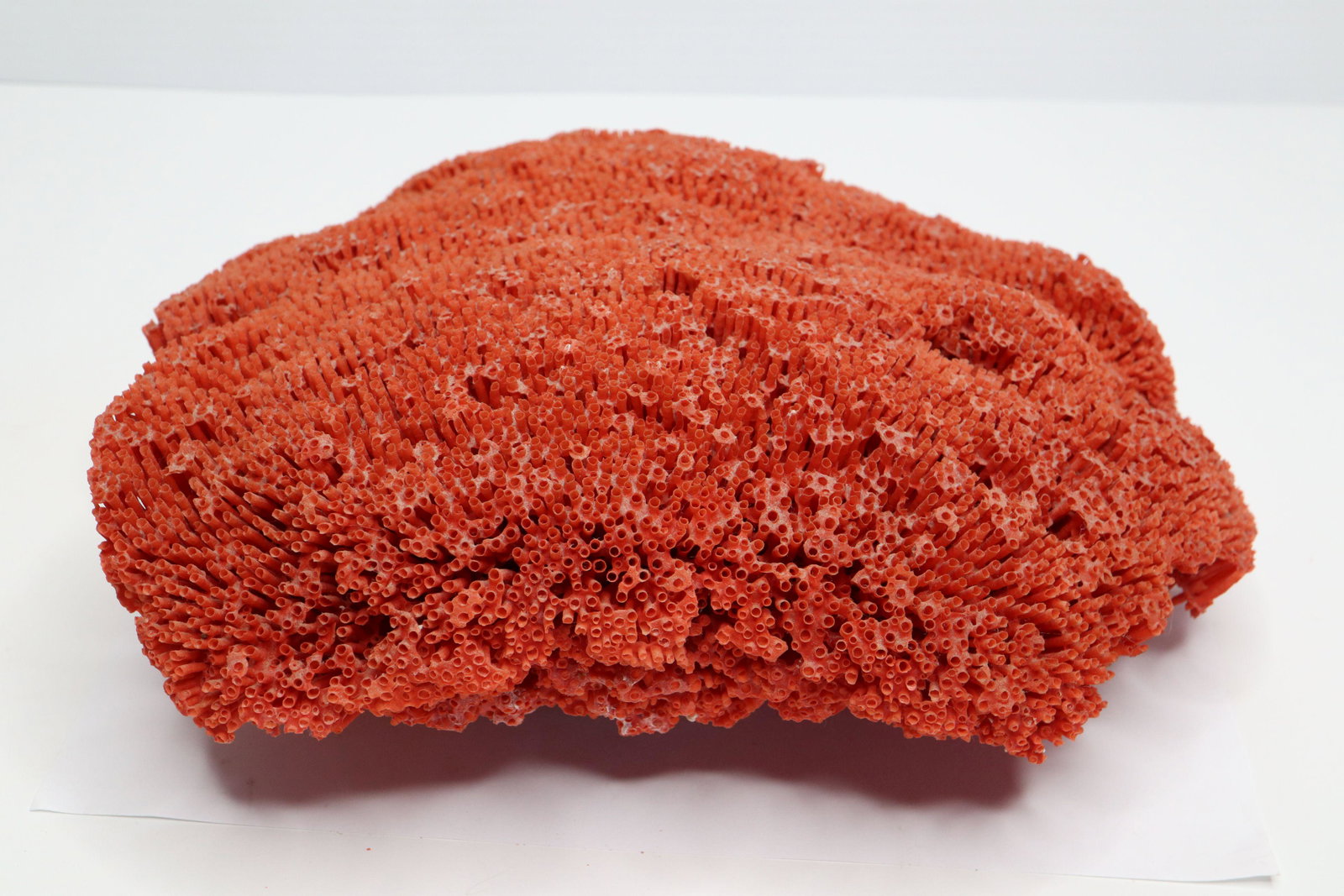 LARGE RED ORGAN PIPE CORAL SKELETON, INDIAN OCEAN: Large Red Organ Pipe Coral Skeleton, Indian Ocean, 10X11X4"H