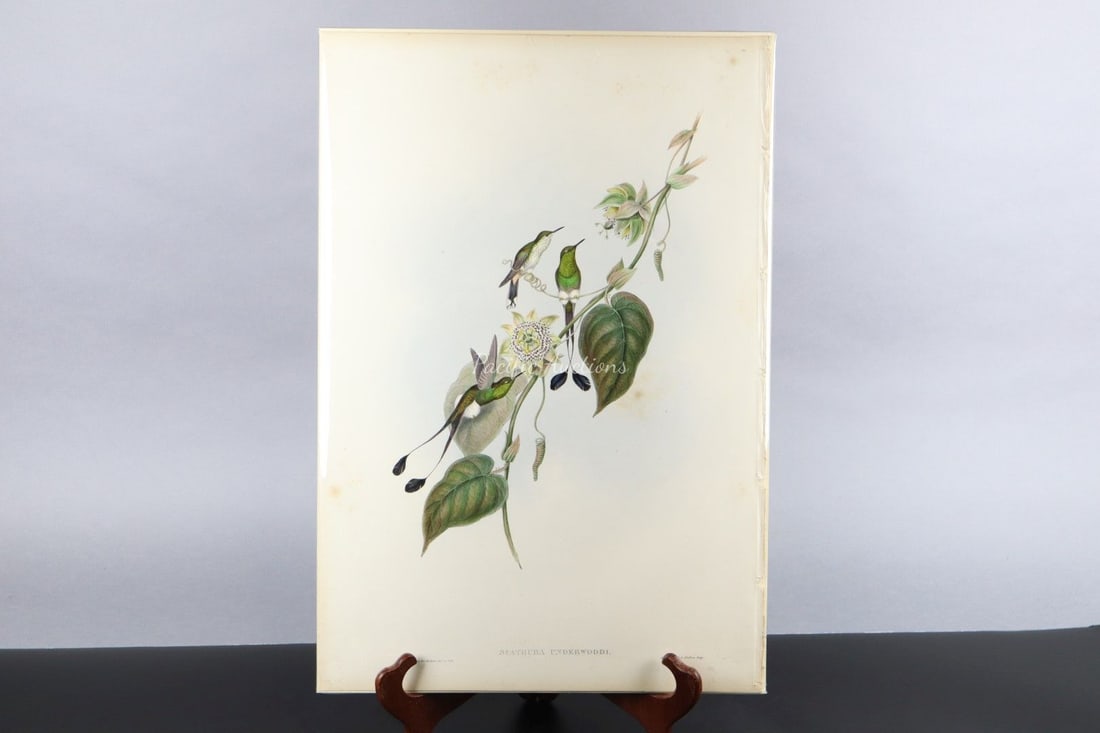 GOULD HUMMINGBIRDS HAND-COLORED LITHOGRAPH, c.1849-1861, PLATE 162, WHITE-BOOTED RACKET-TAIL, SPATHU (1 of 11)