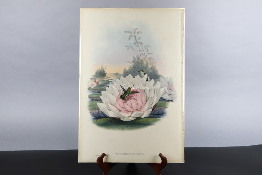 GOULD HUMMINGBIRDS HAND-COLORED LITHOGRAPH, c.1849-1861, PLATE 358, PORTMAN'S EMERALD, CHLOROSTILBON: DESCRIPTION: GOULD HUMMINGBIRDS HAND-COLORED LITHOGRAPH, c.1849-1861, PLATE 358, PORTMAN'S EMERALD, CHLOROSTILBON PORTMANNI, JOHN GOULD (1804-1881), UNFRAMED 14.5x21.25, INCLUDING GENUS REFERENCE BOOK