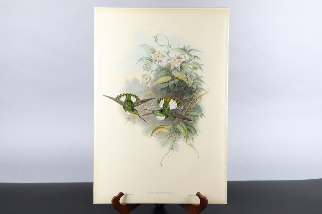 GOULD HUMMINGBIRDS HAND-COLORED LITHOGRAPH, c.1849-1861, PLATE 253, CONRAD'S INCA, BOURCIERIA CONRAD (1 of 7)