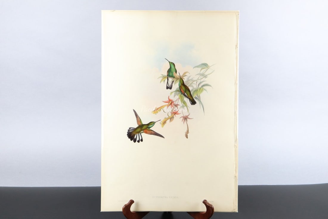 GOULD HUMMINGBIRDS HAND-COLORED LITHOGRAPH, c.1849-1861, PLATE 324, STRIPED-TAIL, EUPHERUSA , JOHN G (1 of 9)