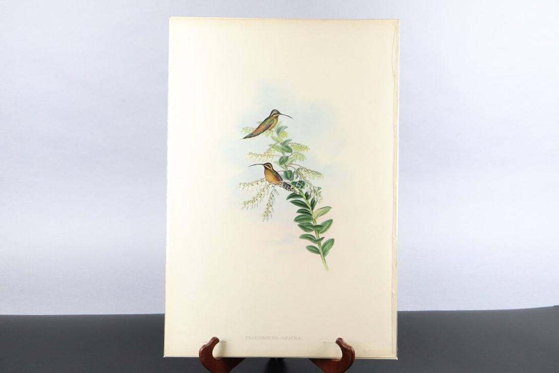 GOULD HUMMINGBIRDS HAND-COLORED LITHOGRAPH, c.1849-1861, PLATE 32, AMAURA HERMIT, PHAETHORNIS AMAURA (1 of 9)