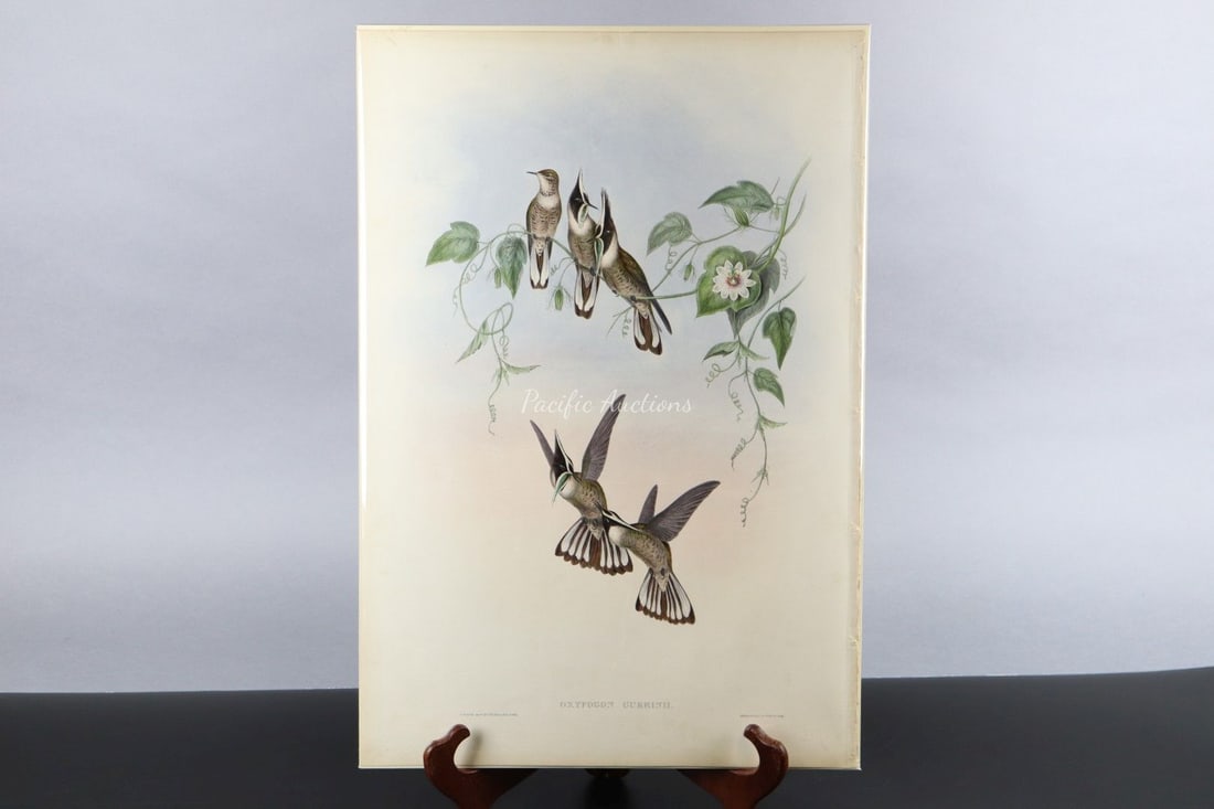 GOULD HUMMINGBIRDS HAND-COLORED LITHOGRAPH, c.1849-1861, PLATE 181, GUERIN'S HELMET-CREST, OXYPOGON (1 of 8)