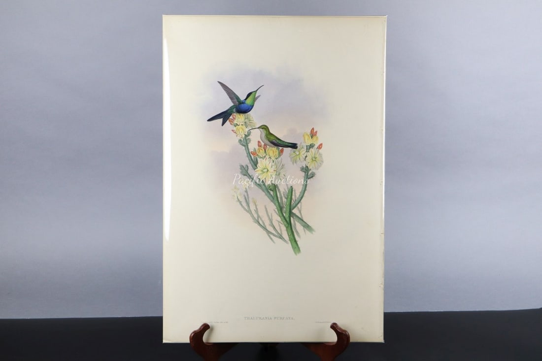 GOULD HUMMINGBIRDS HAND-COLORED LITHOGRAPH, c.1849-1861, PLATE 101, CAYENNE WOOD-NYMPH, THALURANIA F (1 of 8)