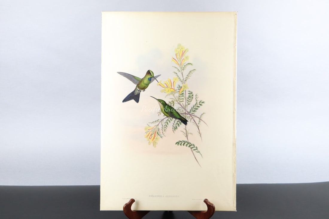 GOULD HUMMINGBIRDS HAND-COLORED LITHOGRAPH, c.1849-1861, PLATE 95, JAMESONS BRILLIANT, HELIODOXA JAM (1 of 10)