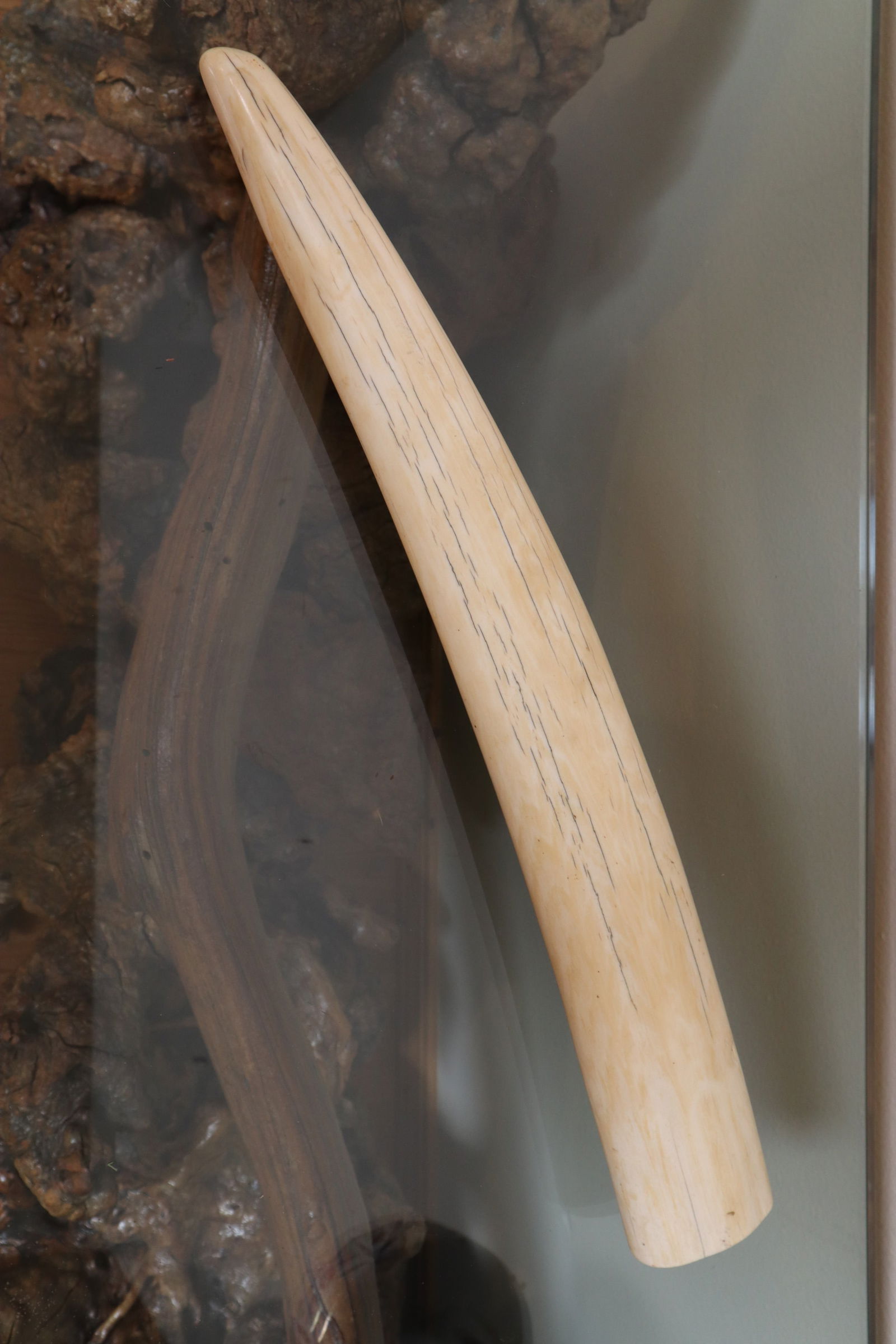 IVORY FOSSIL WALRUS TUSK 20.5" LONG: DESCRIPTION: IVORY FOSSIL WALRUS TUSK 20.5" LONG CONDITION: Please See Photos For Condition. Condition Is Commensurate With Age And Use. We Aim To Take Additional Photos Of Any Noticeable Damage Or De