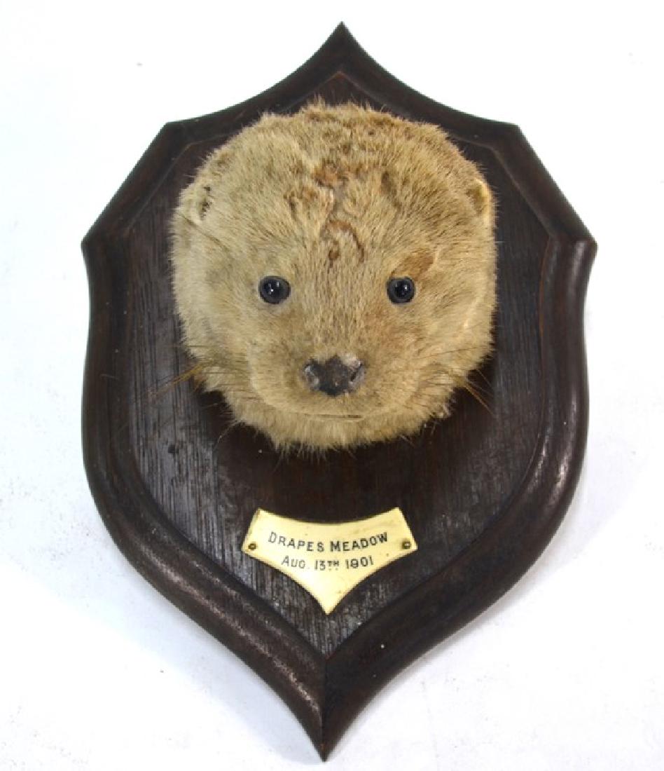 An antique taxidermy Otter head: An antique taxidermy Otter head on oak mount with applied plaque 'Draped Meadow, Aug 13th 1901', 31 cm h