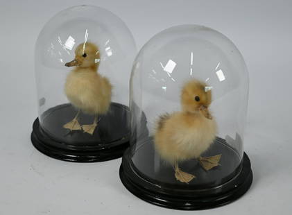 Manner of Polly Morgan - a companion pair of taxidermy: Manner of Polly Morgan - a companion pair of taxidermy ducklings wearing Christmas hats, under glass domed cases, each 184 cm h (2)