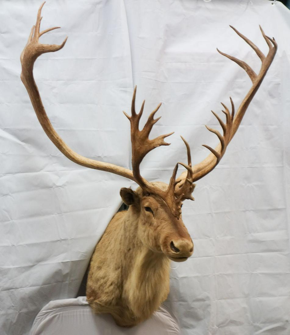 Monumental Taxidermy Caribou Stag Head 26 Points: This is a taxidermy caribou head with 26 points longer than 1 inch. 45" across inside of antlers