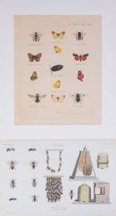 Lot of 2 19c German HC Insect Engraving Print: This is a fine lot of two German hand colored engravings dating to the 19th century. - 13 3/8" x 15.75", Sight: 9.75" x 12.25"