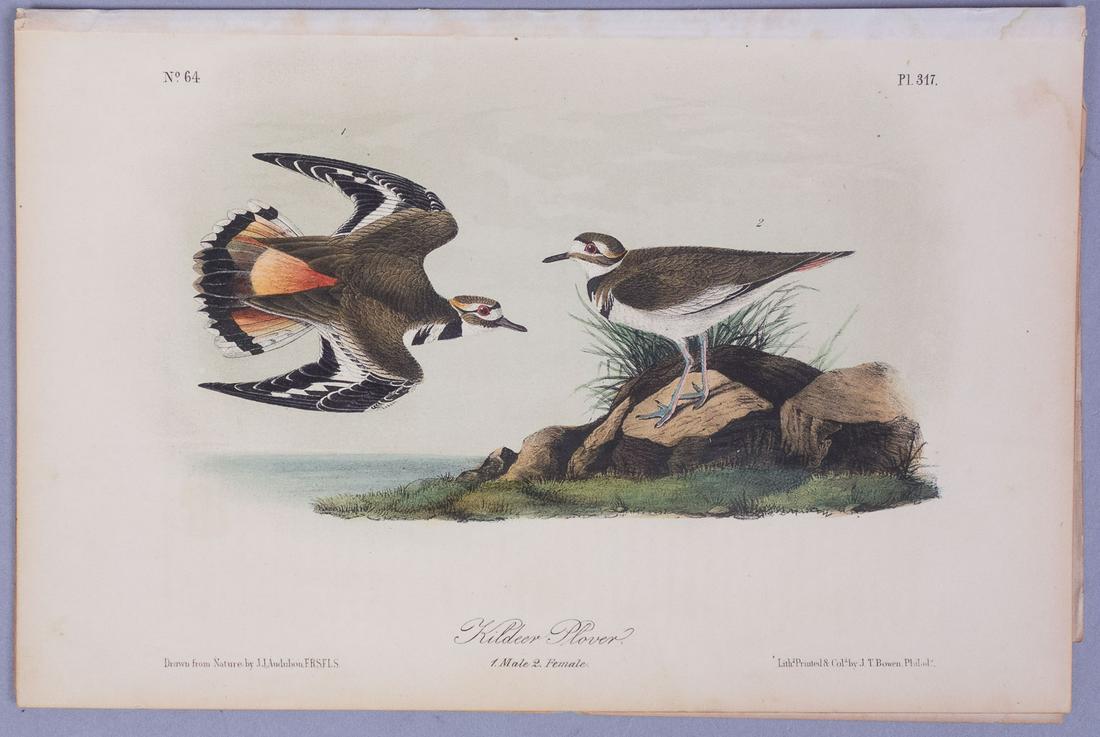 19c John J Audubon Octavo HC Lithograph Kilder Plover (1 of 4)