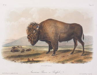 19c JJ Audubon Octavo HC Print American Bison/Buffalo