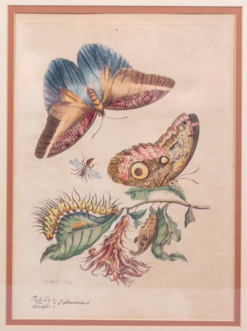 Maria S Merian Naturalist Engraving Butterflies Pl. 60 (1 of 10)