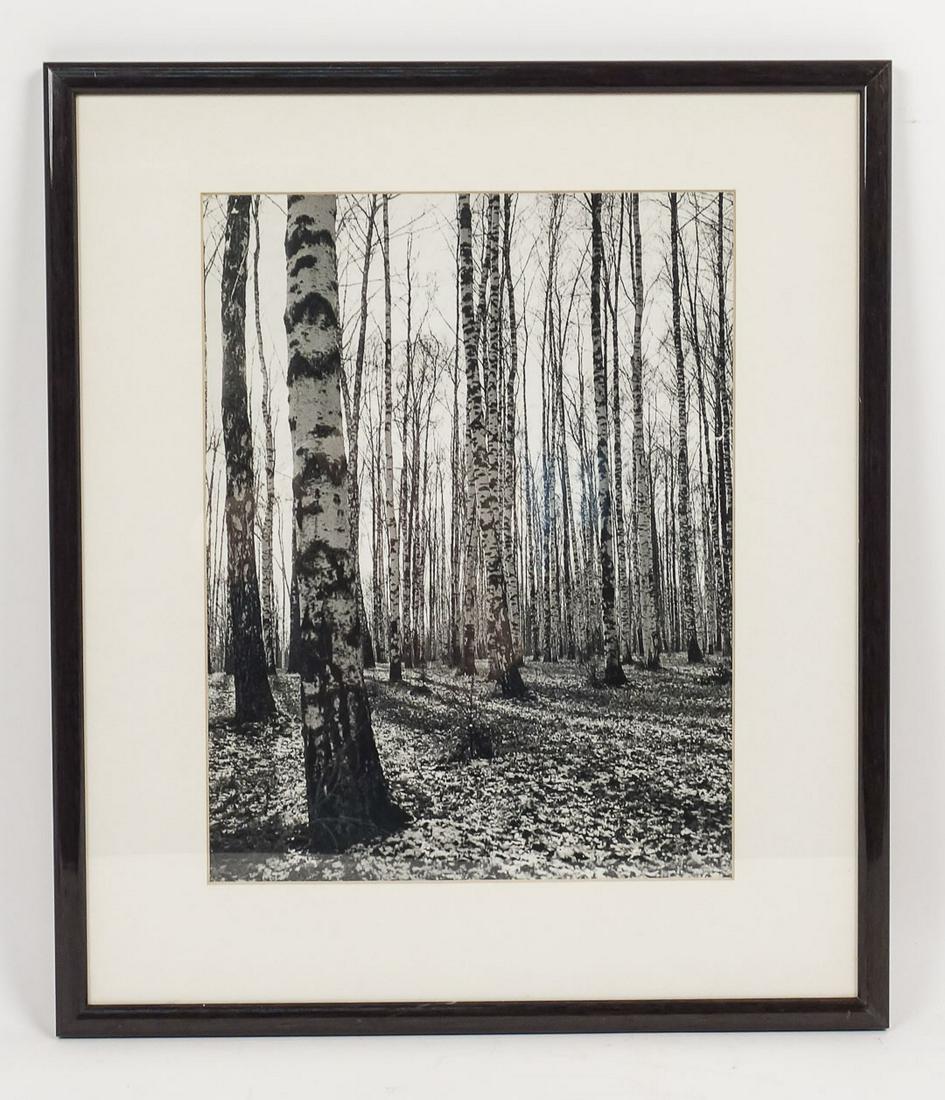 1955 Edward Clark Photograph Birches Planted by Tolstoy at Yasnaya Polyana for Life Magazine (1 of 4)